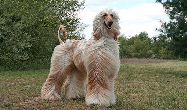 Giống chó Afghan Hound mang trong mình dòng máu hoàng gia Giống chó Afghan Hound mang trong mình dòng máu hoàng gia