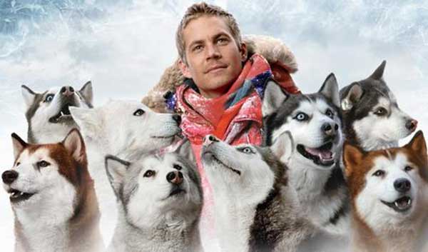 Giống chó Husky Giống chó Husky