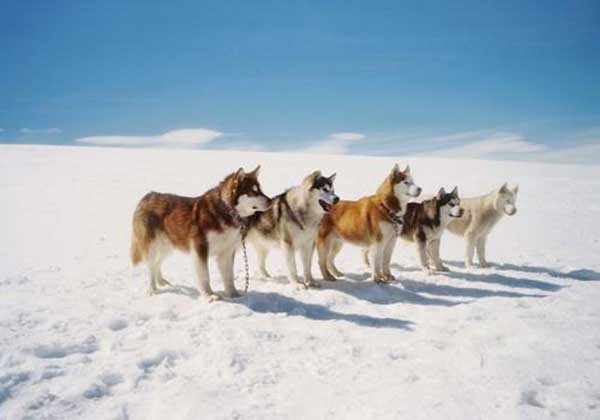 Giống chó Husky sinh trưởng trên vùng núi tuyết Giống chó Husky sinh trưởng trên vùng núi tuyết