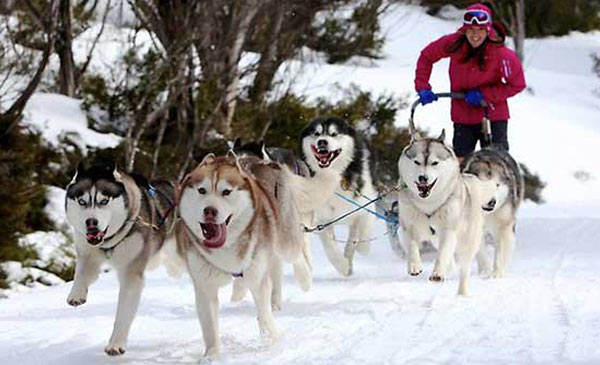 Giống chó Husky thường được dùng làm chó kéo xe Giống chó Husky thường được dùng làm chó kéo xe