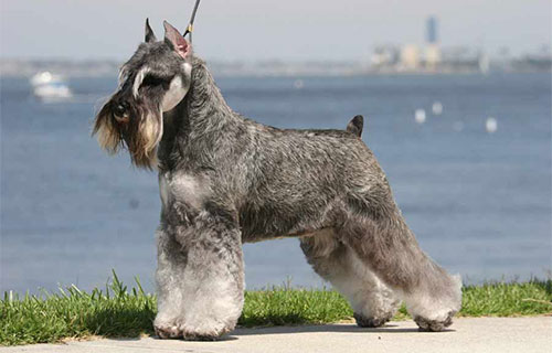 Lịch sử hình thành giống chó Miniature Schnauzer Lịch sử hình thành giống chó Miniature Schnauzer