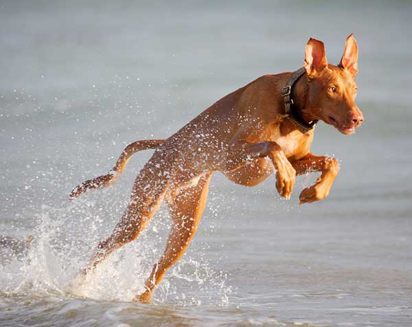 Giống chó Pharaoh hound được coi là quốc khuyển của Mata Giống chó Pharaoh hound được coi là quốc khuyển của Mata