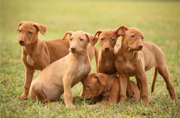 Giống chó Pharaoh hound - Giống chó săn rất trung thành Giống chó Pharaoh hound - Giống chó săn rất trung thành
