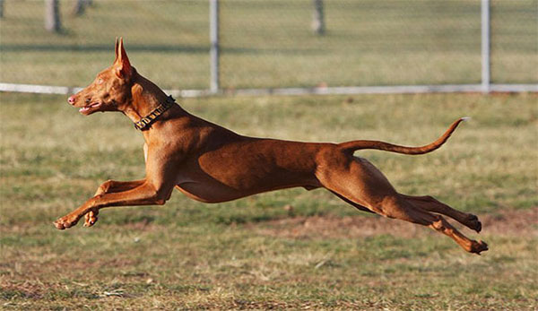 Giống chó Pharaoh hound là một giống chó săn nhưng rất điềm tĩnh Giống chó Pharaoh hound là một giống chó săn nhưng rất điềm tĩnh