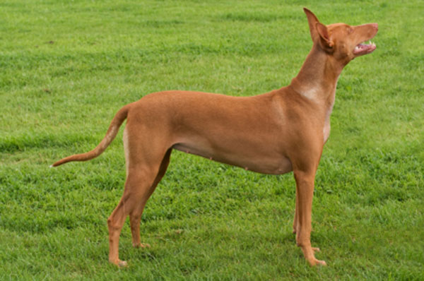 Giống chó Pharaoh hound có thể sống tới 14 năm tuổi Giống chó Pharaoh hound có thể sống tới 14 năm tuổi