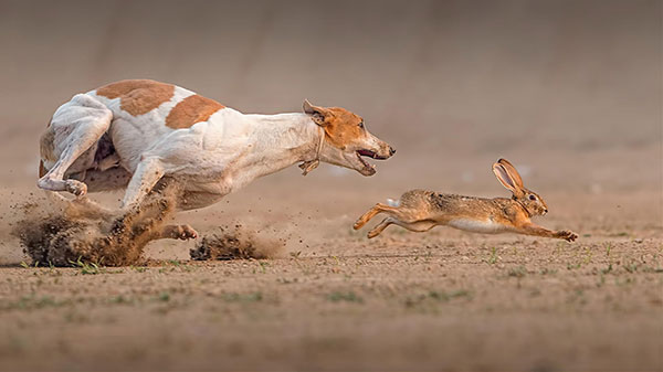 Giống chó Pharaoh hound - quốc khuyển của đất nước Malta Giống chó Pharaoh hound - quốc khuyển của đất nước Malta