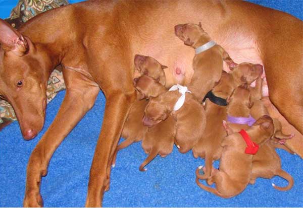 Giống chó Pharaoh hound có ngoại hình ổn định gần 5000 năm Giống chó Pharaoh hound có ngoại hình ổn định gần 5000 năm