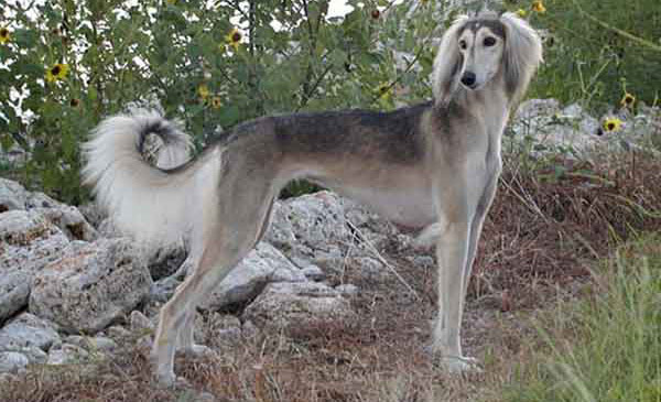 Ngoại hình của giống chó Saluki Ngoại hình của giống chó Saluki