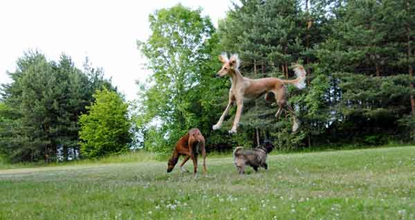 Chăm sóc giống chó Saluki Chăm sóc giống chó Saluki