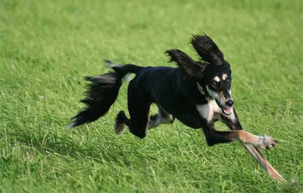 Chăm sóc giống chó Saluki Chăm sóc giống chó Saluki