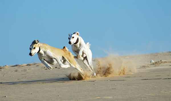 Giống chó Saluki Giống chó Saluki