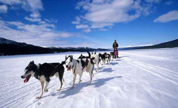 Giống chó Alaskan Husky Giống chó Alaskan Husky