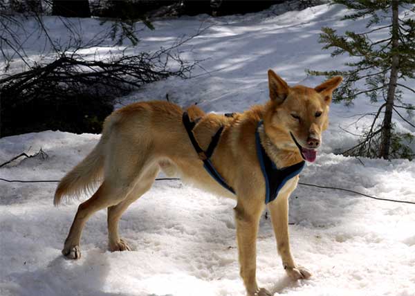 Giống chó Alaskan Husky Giống chó Alaskan Husky