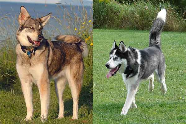 Giống chó Alaskan Husky Giống chó Alaskan Husky