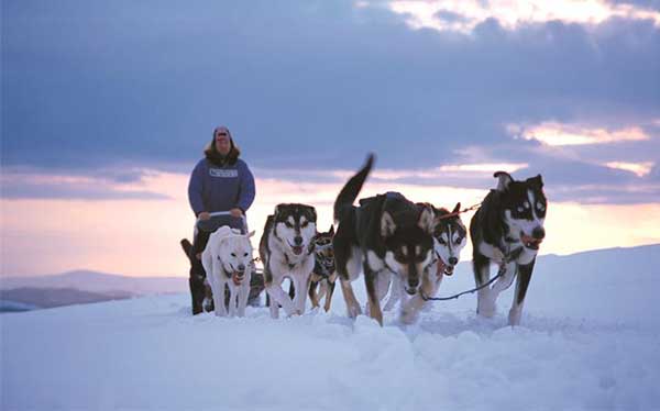 Giống chó Alaskan Husky thường được dùng làm chó kéo xe Giống chó Alaskan Husky thường được dùng làm chó kéo xe