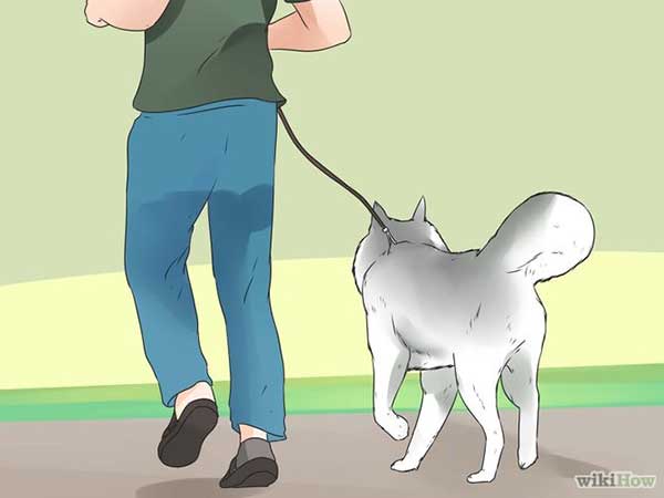 Giống chó Alaskan Husky Giống chó Alaskan Husky