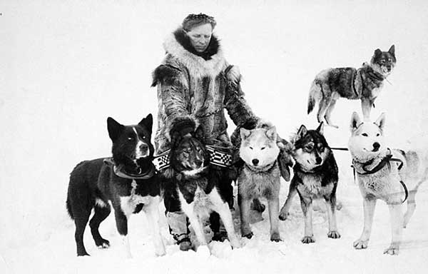 Hình ảnh giống chó Alaskan Husky trong lịch sử Hình ảnh giống chó Alaskan Husky trong lịch sử