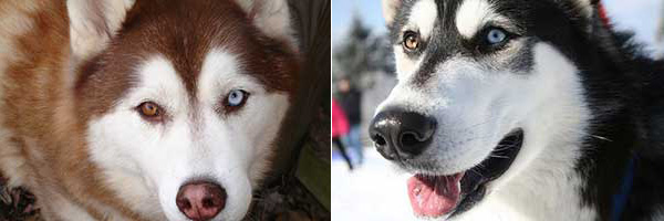 Màu mắt đặc biệt của những chú chó Husky Màu mắt đặc biệt của những chú chó Husky