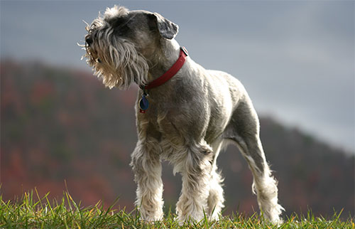 Giống chó Miniature Schnauzer Giống chó Miniature Schnauzer