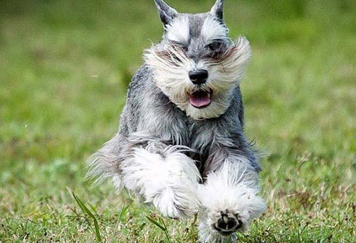 Giống chó Miniature Schnauzer có ngoại hình rất thu hút Giống chó Miniature Schnauzer có ngoại hình rất thu hút