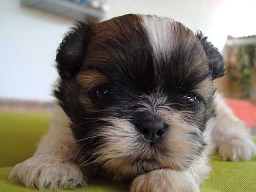 Giống chó Shih Tzu có ngoại hình rất Giống chó Shih Tzu có ngoại hình rất