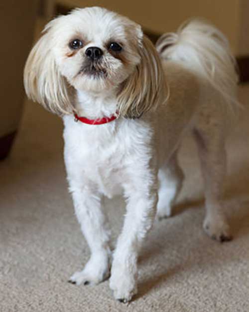 Chăm sóc lông cho giống chó Shih Tzu Chăm sóc lông cho giống chó Shih Tzu