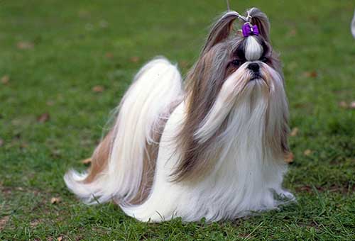 Giống chó Shih Tzu mang trong mình dòng máu cổ đại Giống chó Shih Tzu mang trong mình dòng máu cổ đại