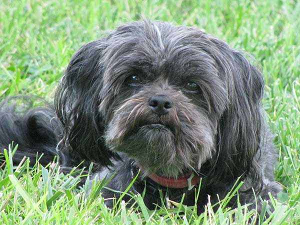 Affenpinscher 01