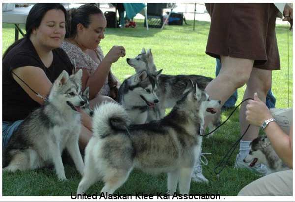Alaskan klee kai 4