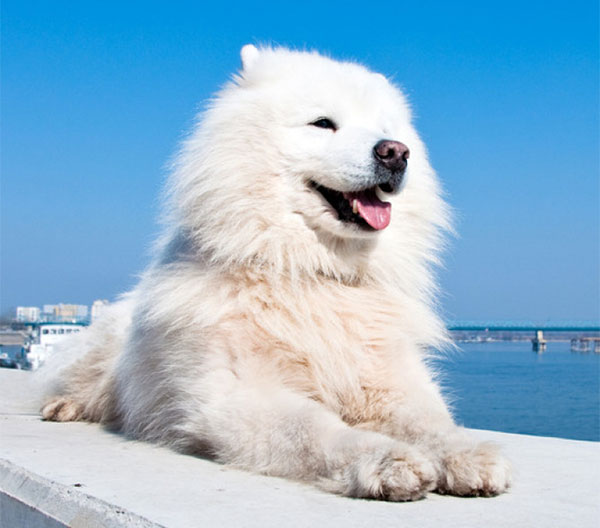 American Eskimo 1