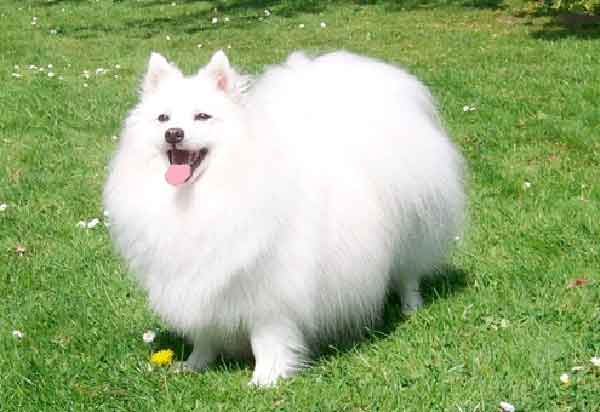 American Eskimo 2