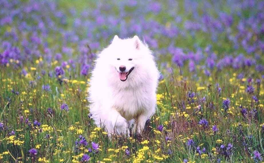 American Eskimo 3