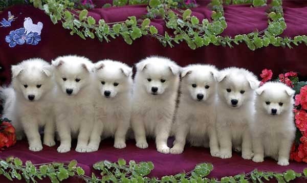 American Eskimo 4