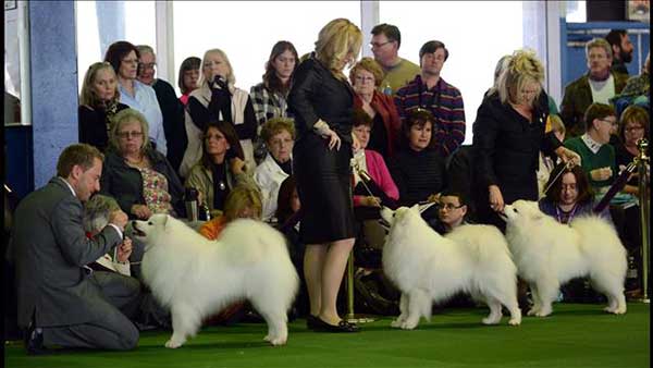 American Eskimo 5