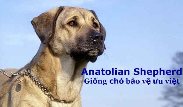 Anatolian Shepherd 1