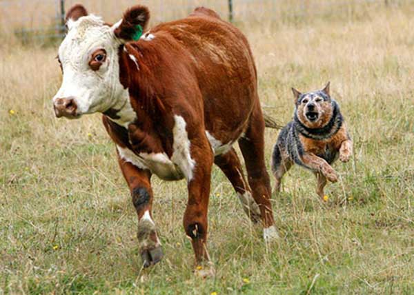 Australian Cattle 3a