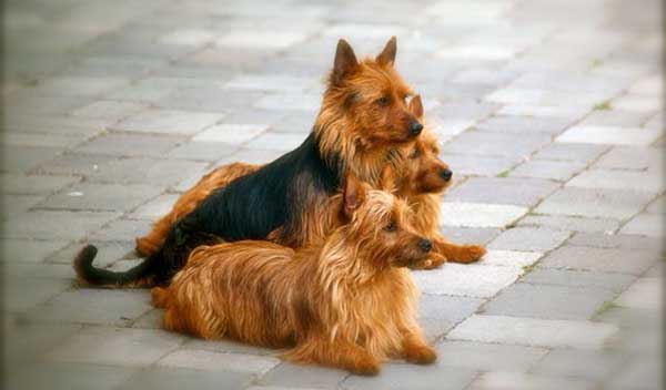 Australian Terrier 4