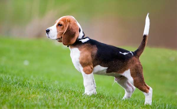 Beagle 1