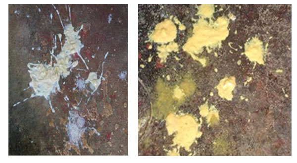 Phân heo mắc bệnh cầu trùng (trái) và E.coli (phải) Phân heo mắc bệnh cầu trùng (trái) và E.coli (phải)