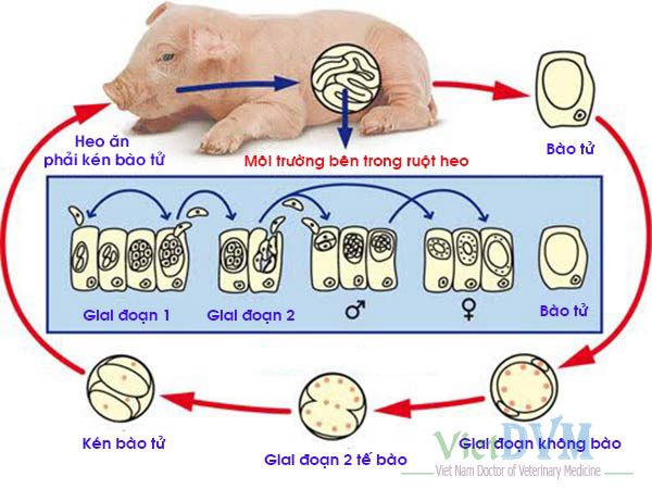 Vòng đời cầu trùng heo Vòng đời cầu trùng heo