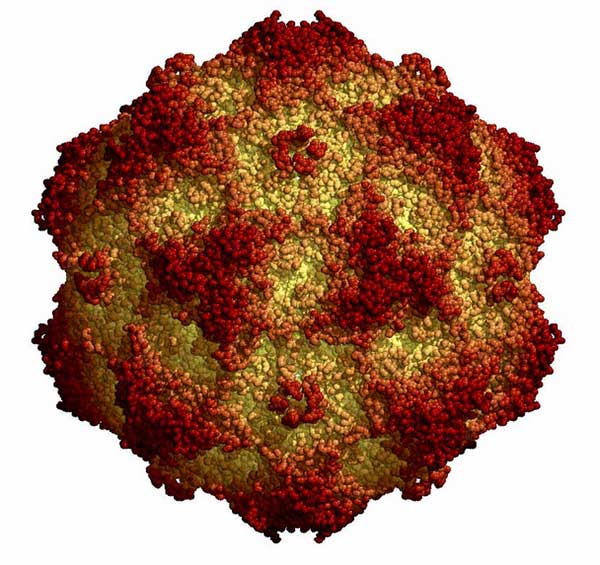 Virus Parvo Virus Parvo