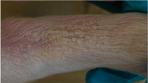 Heo con bị viêm da và nhiễm trùng khớp chân sau do Sta.hyicus Heo con bị viêm da và nhiễm trùng khớp chân sau do Sta.hyicus