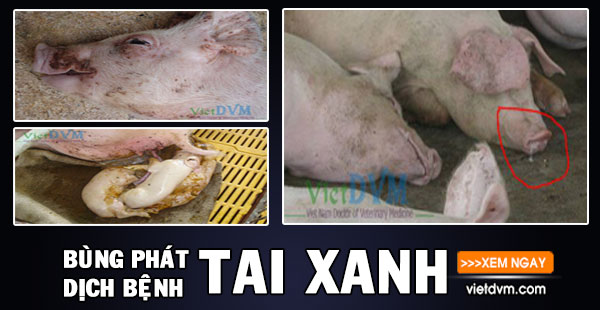 bung phat tai xanh