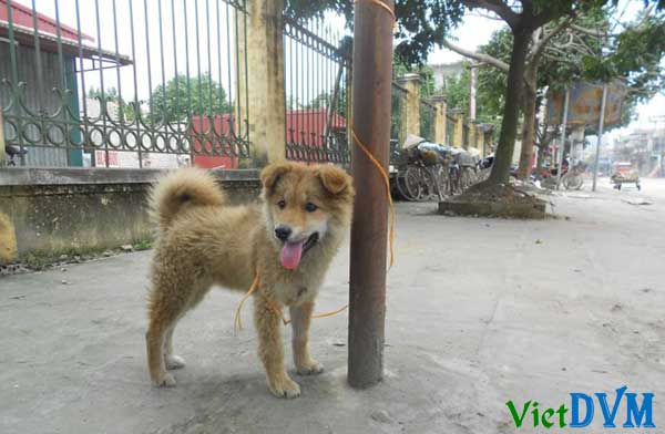 Không nên tắm cho chó khi mới mua (hoặc được vận chuyển) về Không nên tắm cho chó khi mới mua (hoặc được vận chuyển) về trong khoảng 1 tuần