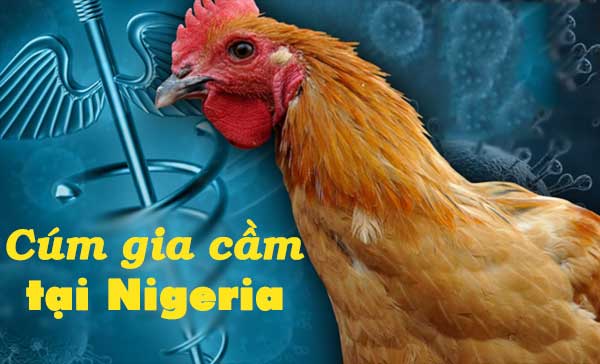 Gần 10.000 con gia cầm đã chết hoặc bị tiêu hủy.