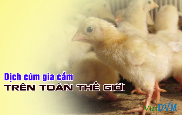 Cúm gia cầm trên thế giới Tình hình dịch cúm gia cầm trên toàn thế giới tháng 3/2016