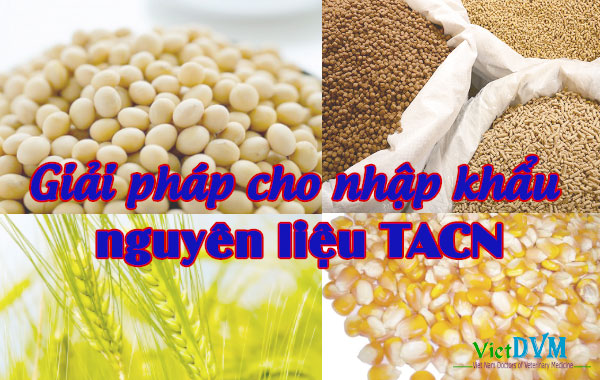 Nguyên liệu thức ăn chăn nuôi nhập khẩu Nguyên liệu thức ăn chăn nuôi Việt Nam phải nhập khẩu hàng năm chiếm 60%).