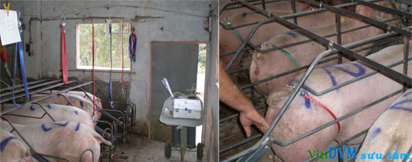 Phương pháp thụ tinh nhân tạo được cải tiến Phương pháp thụ tinh nhân tạo được cải tiến