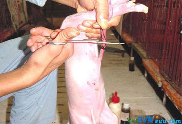 Phương pháp cũ trong chăm sóc heo con sơ sinh Phương pháp cũ trong chăm sóc heo con sơ sinh