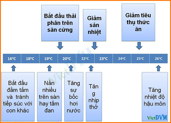 Phản ứng của heo thịt đối với nhiệt độ chuồng nuôi Phản ứng của heo thịt đối với nhiệt độ chuồng nuôi